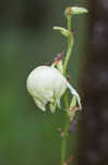 Arkansas yucca